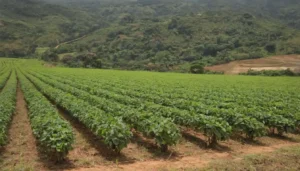 Como Alinhar a Fé Cristã com Práticas Sustentáveis no Dia a Dia